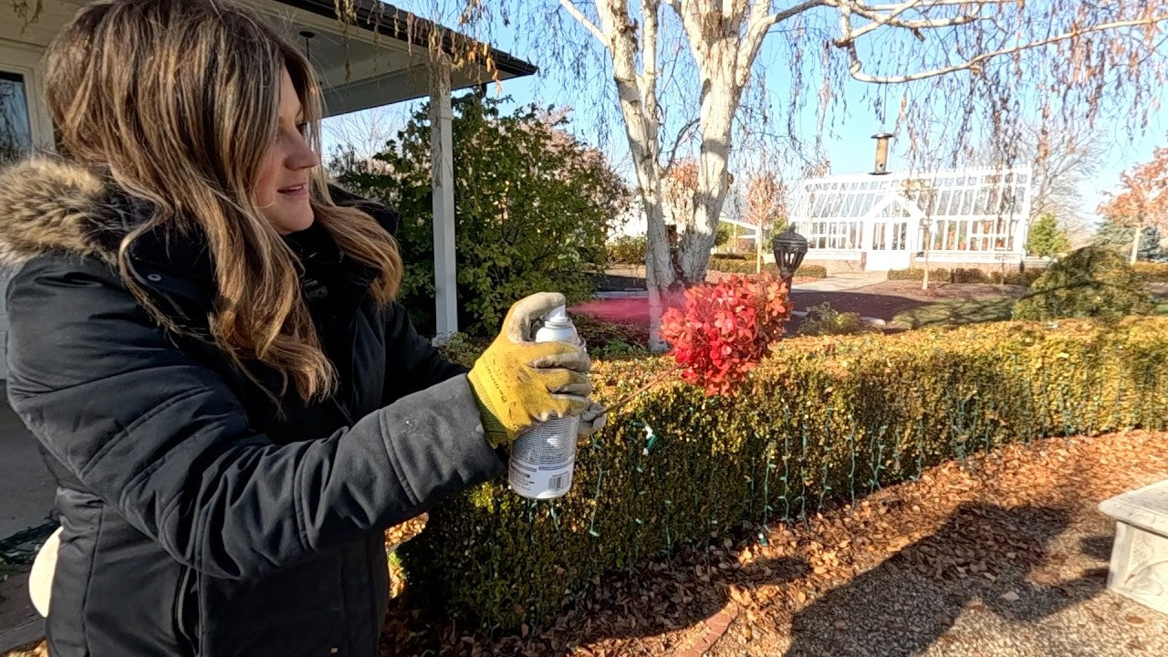 Laura spraying a winter container