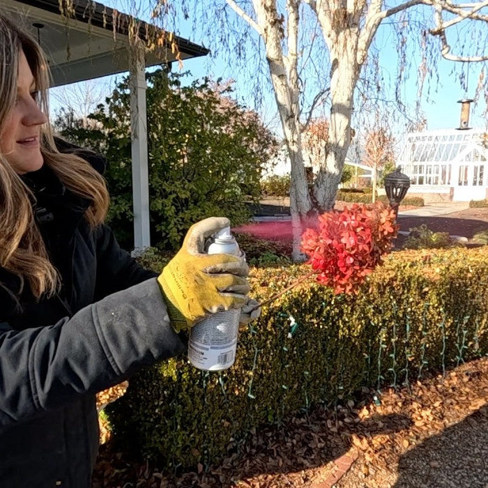 Laura spraying a winter container