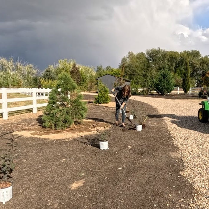 Laura working on the field and planting some trees