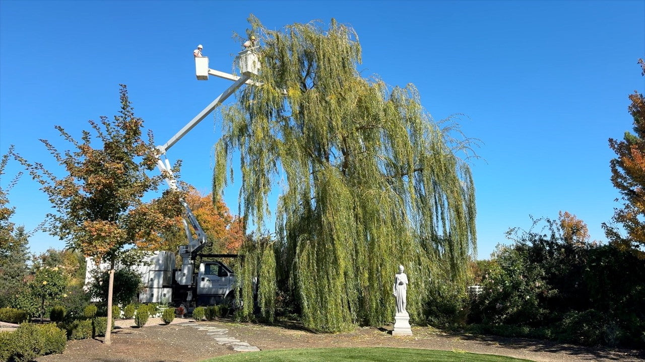view of garden with big tree