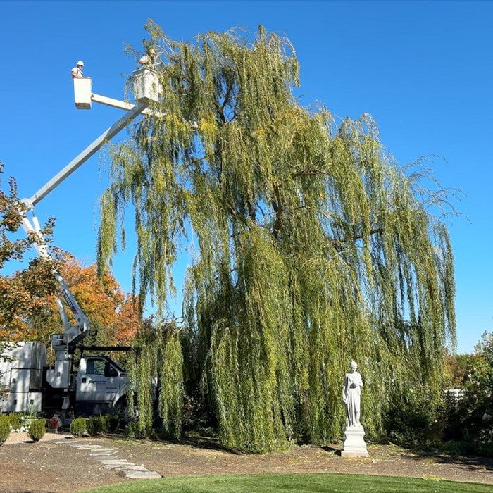 view of garden with big tree