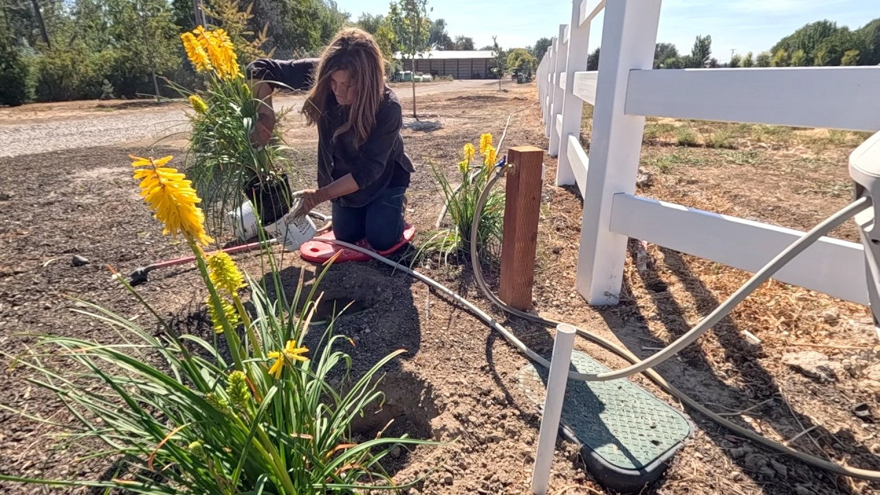 Grape Tree Update + Planting 3 Varieties of Ornamental Grass & Red Hot Pokers!