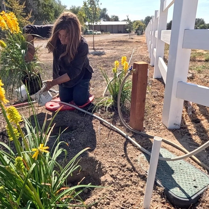 Grape Tree Update + Planting 3 Varieties of Ornamental Grass & Red Hot Pokers!
