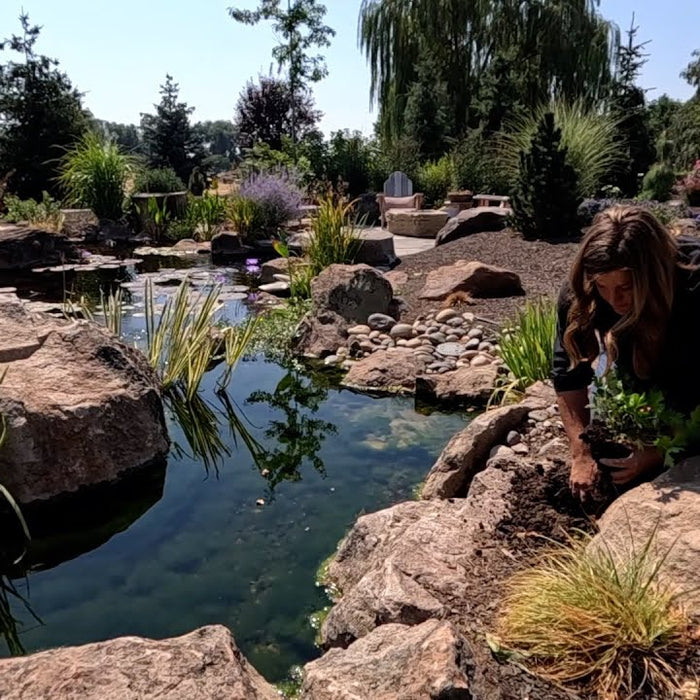 Planting By the Pond & Planting Beautiful Head Planters with Ferns!