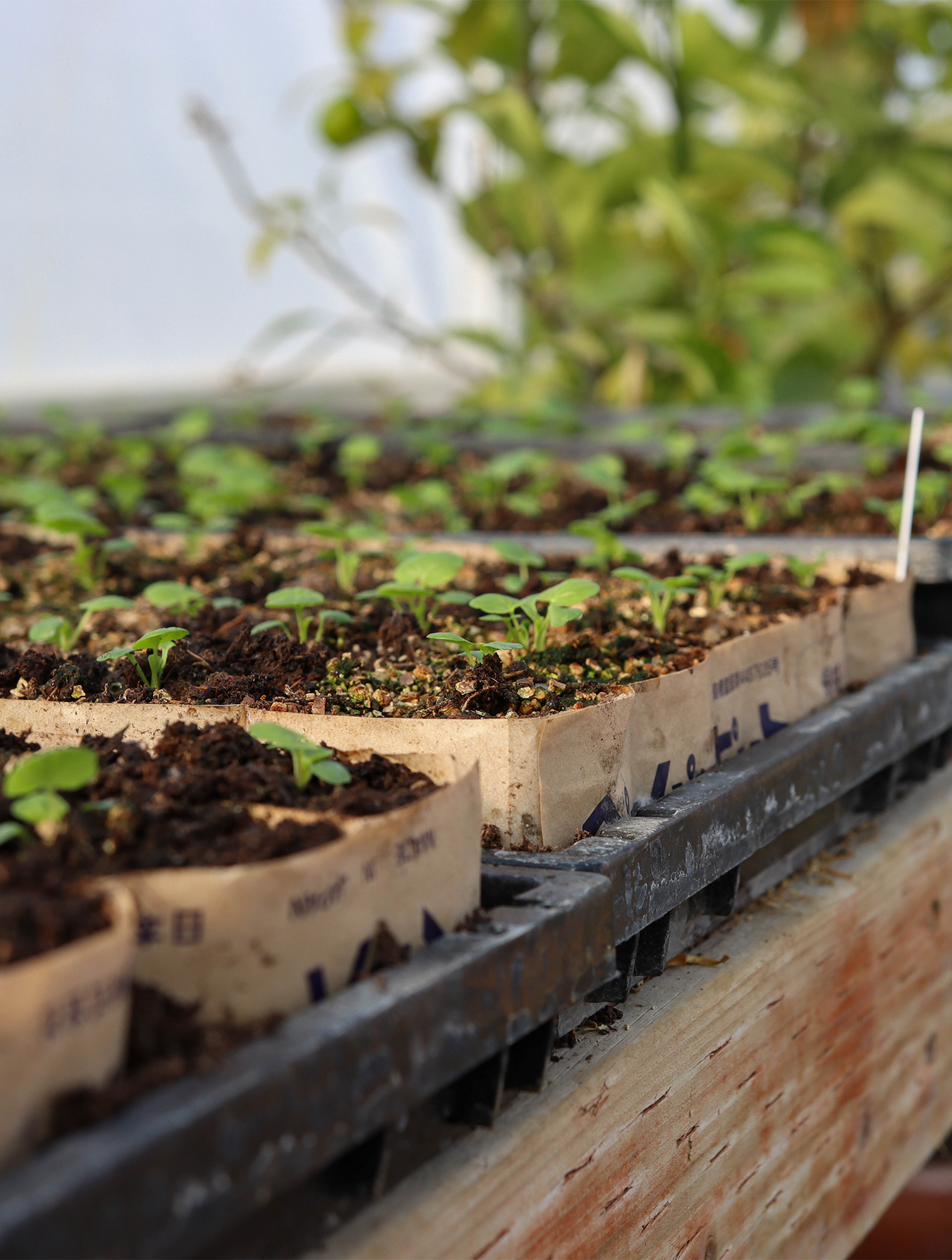Seed Starting
