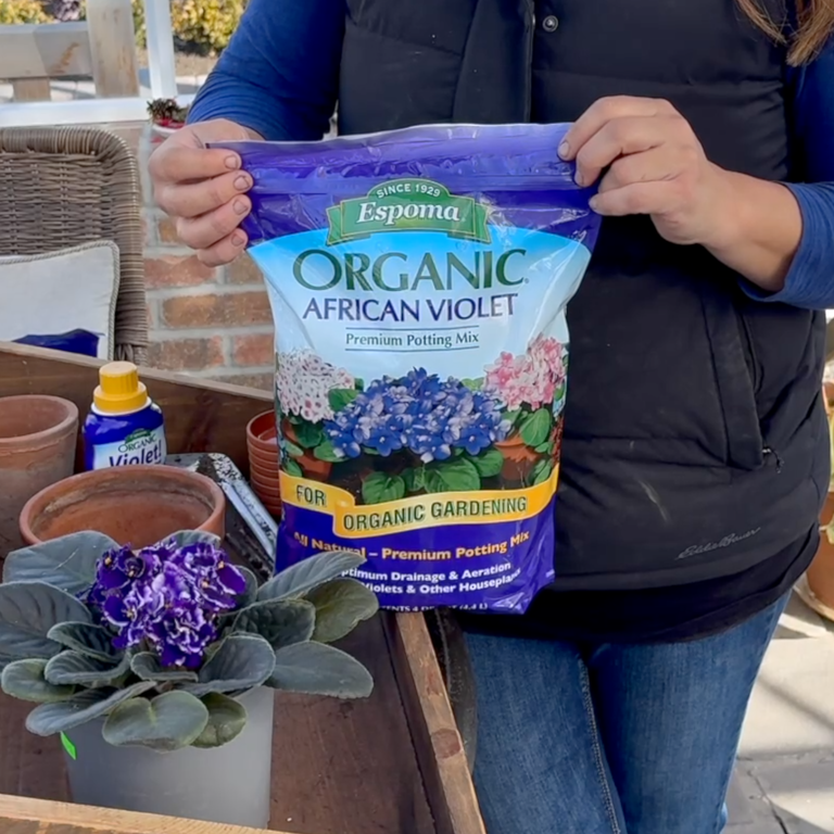 African Violet Mix (4 QT) – Garden Answer