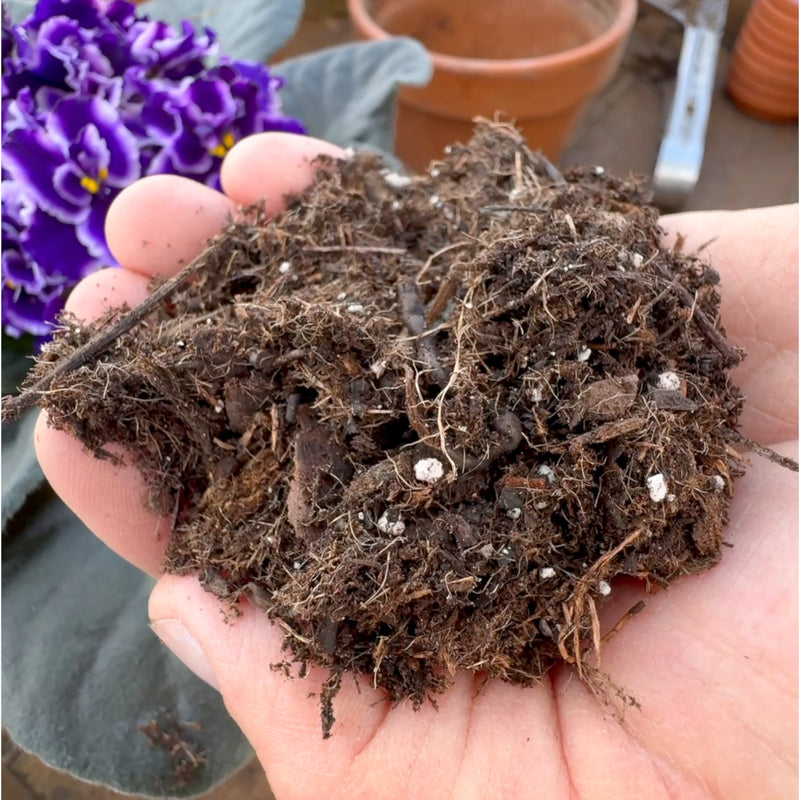 African Violet Mix (4 QT)