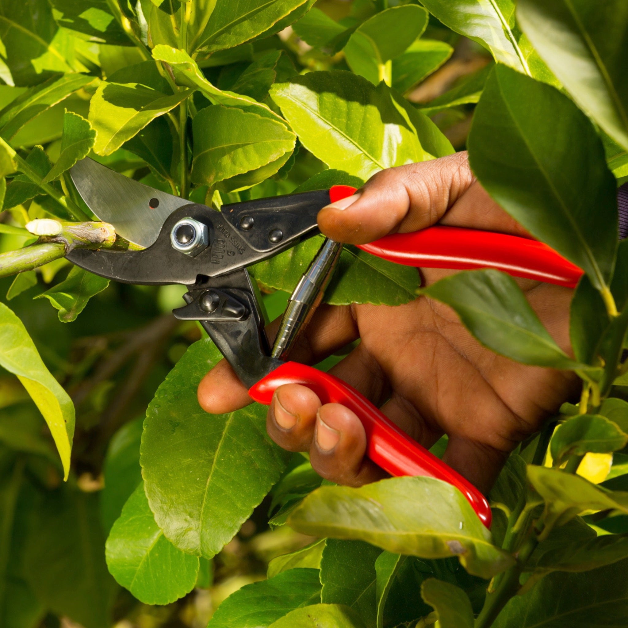Felco 5 Basic Pruning Shears — Garden Answer