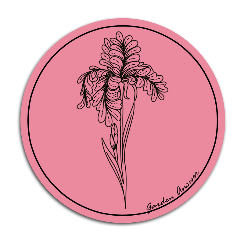 Iris Circle Sticker - Pink