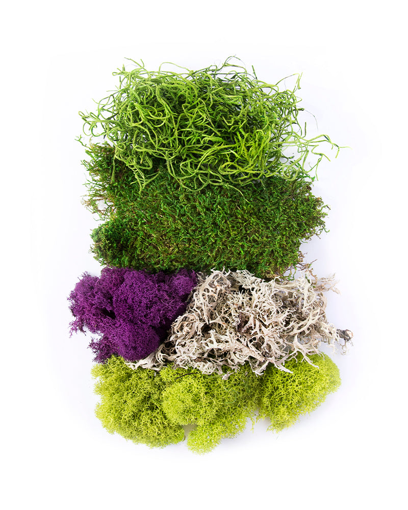 SuperMoss Best Sellers Moss Mix (120 Cubic Inches)