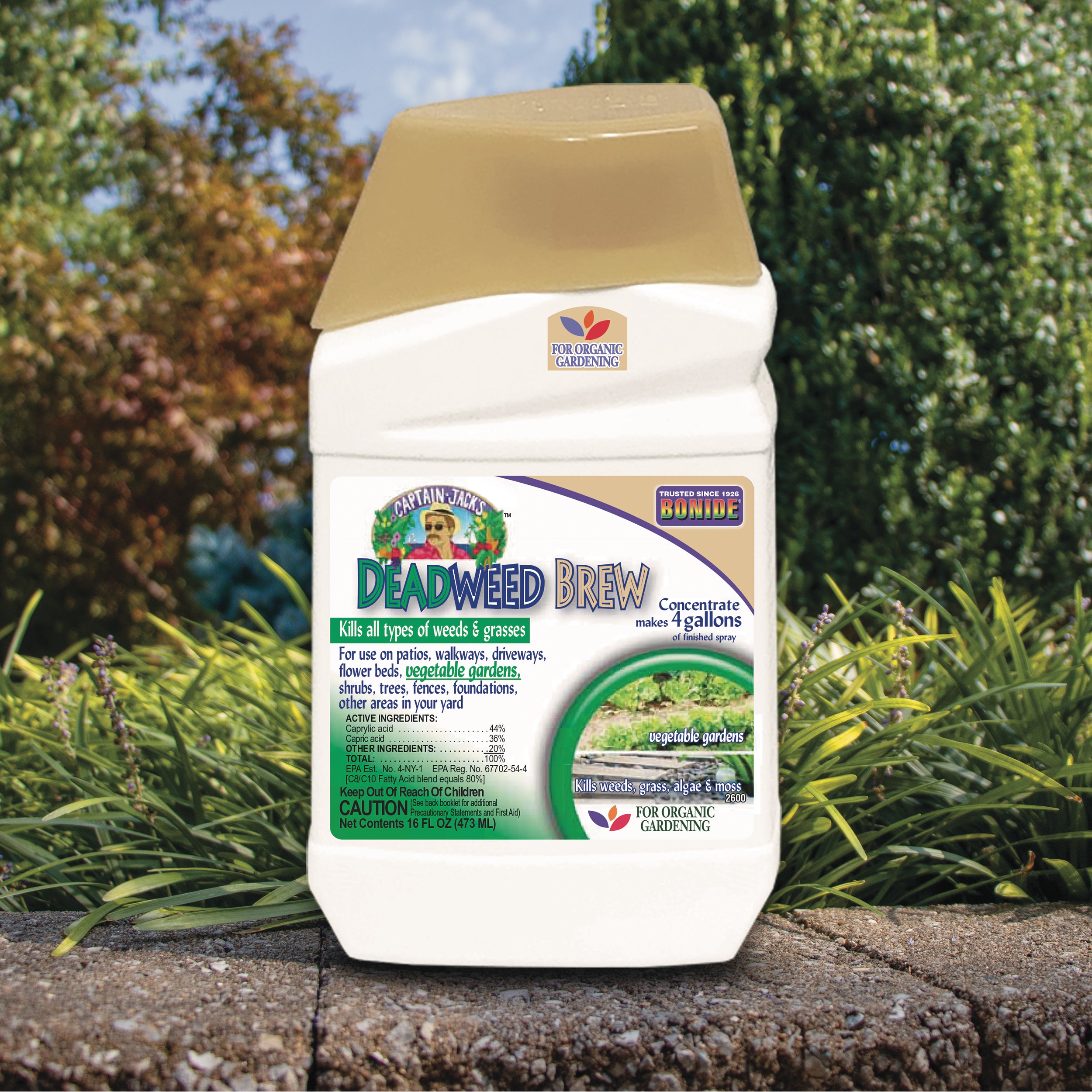BANGKING 　わかめ Captain Jack's DeadWeed Brew Concentrate 32 oz — Garden Answer