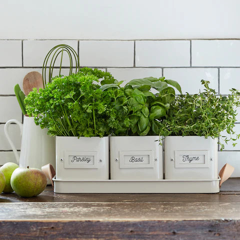 3 Herb Pots in a Leather Handled Tray