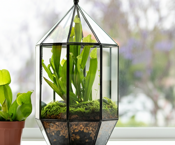SuperMoss Classic Greenhouse Terrarium — Garden Answer