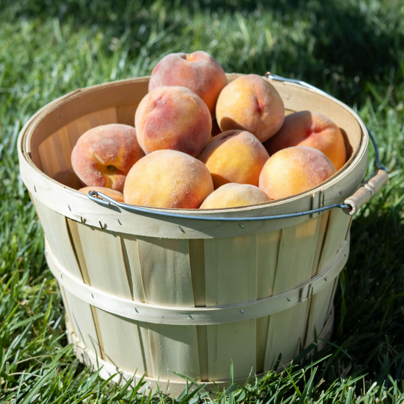 Large Harvest Baskets with Carry Handle (Set of 2)