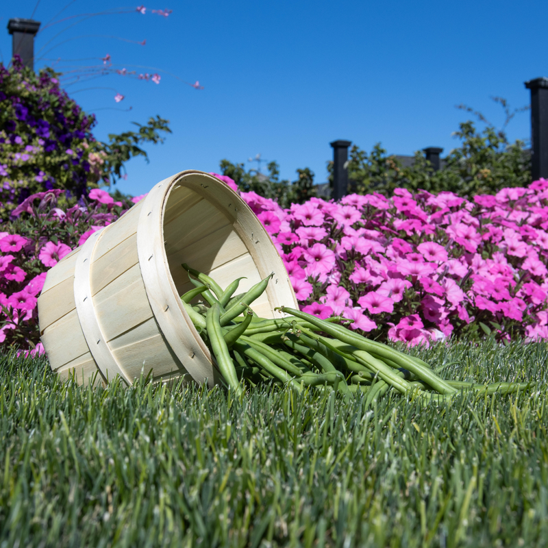 Medium Harvest Baskets with Carry Handle (Set of 2)