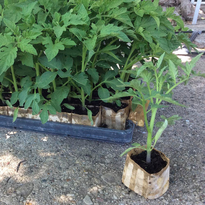 55 Cell Paper Pots (10x20")