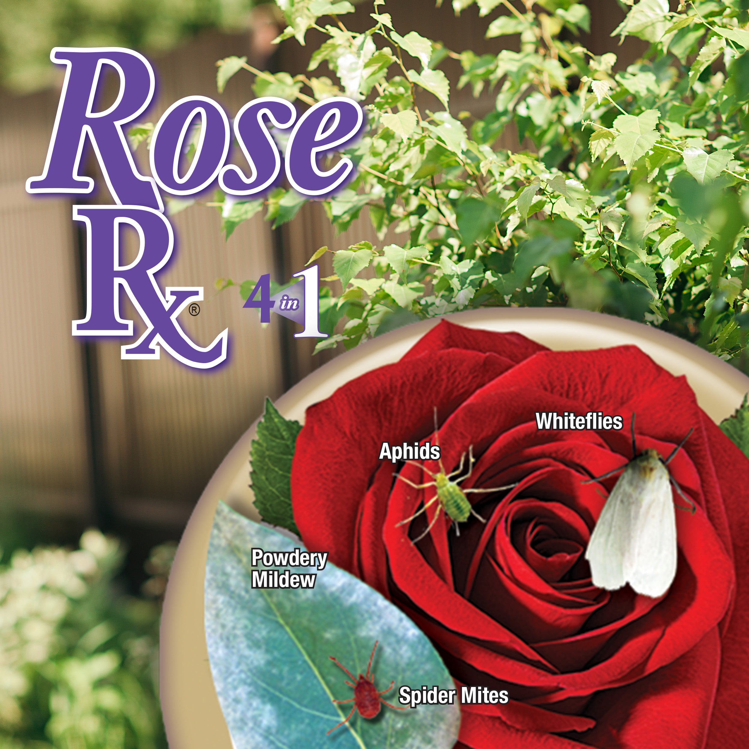 Bonide Rose Rx 4-in-1 RTU 32 oz – Garden Answer