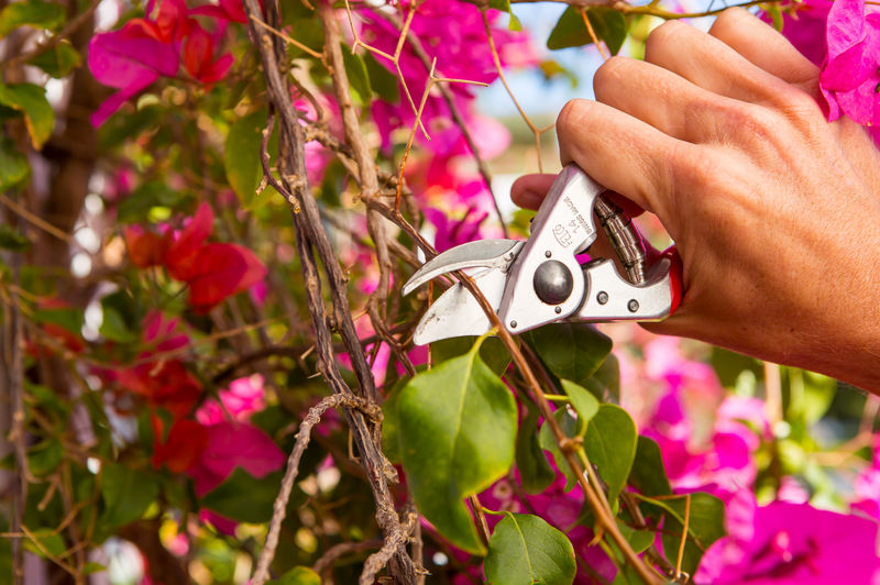 Felco 14 Pruning Shears (For Small Hands)