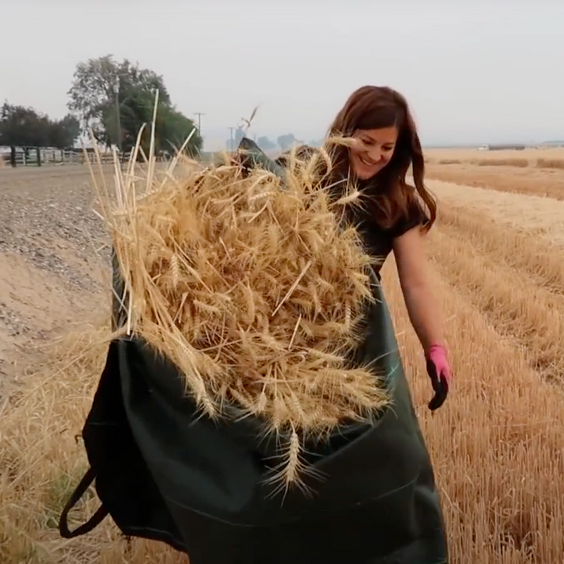 DeWitt Leaf & Debris Tarp 9ft W x 9ft L