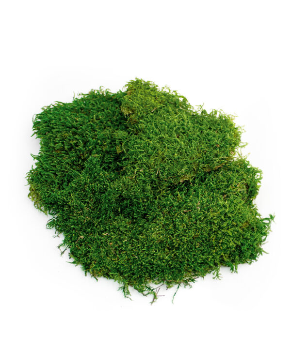 SuperMoss Forest Green Sheet Moss (110 Cubic Inches) – Garden Answer