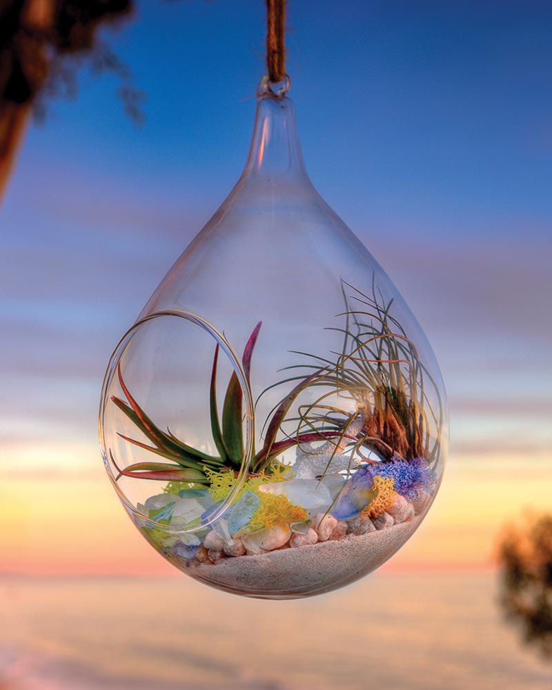 SuperMoss Coastal Terrarium Kit