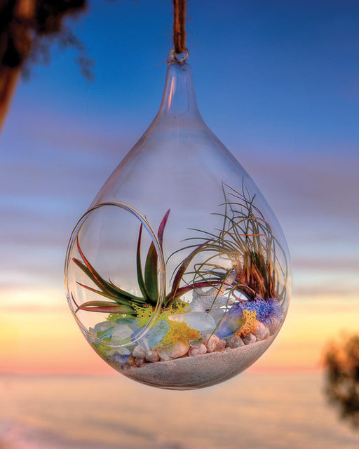 air plant terrarium for sale SuperMoss Beach Terrarium Kit