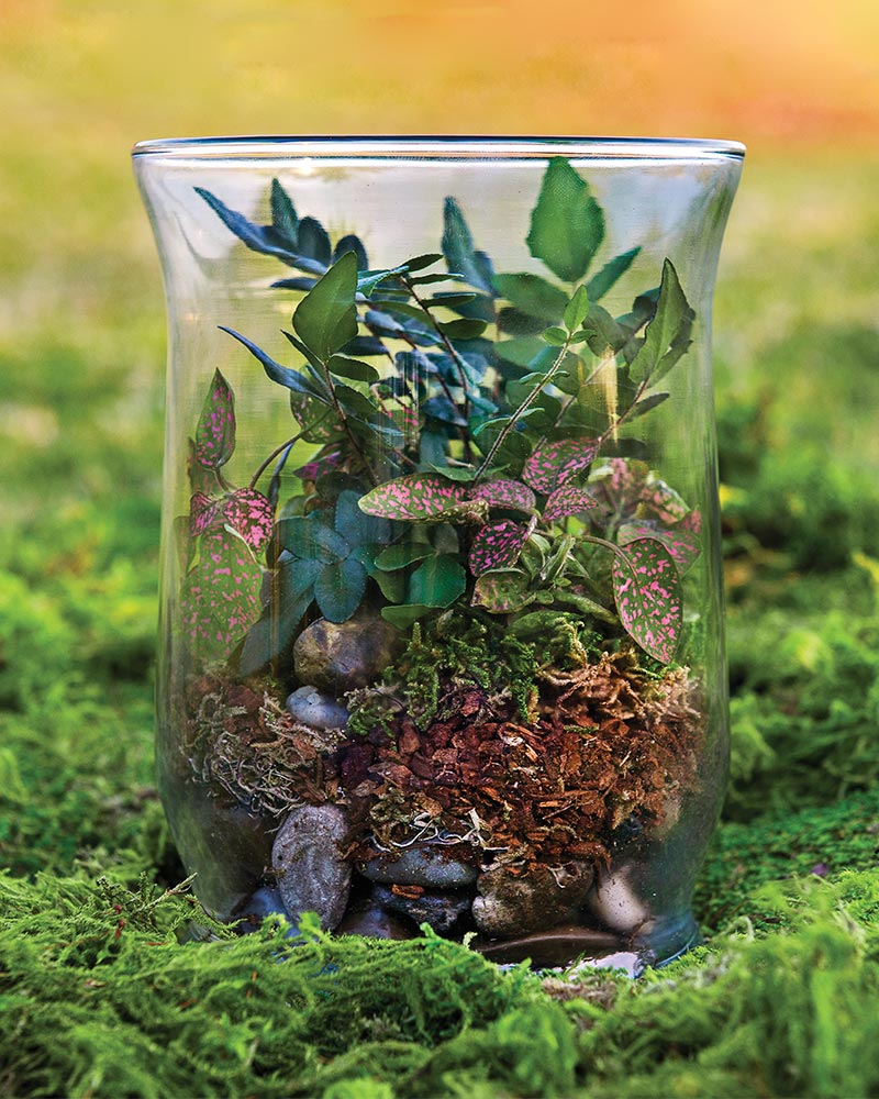 terrarium kits with plants SuperMoss (90421) Terrarium Kit, 8 oz, Forest