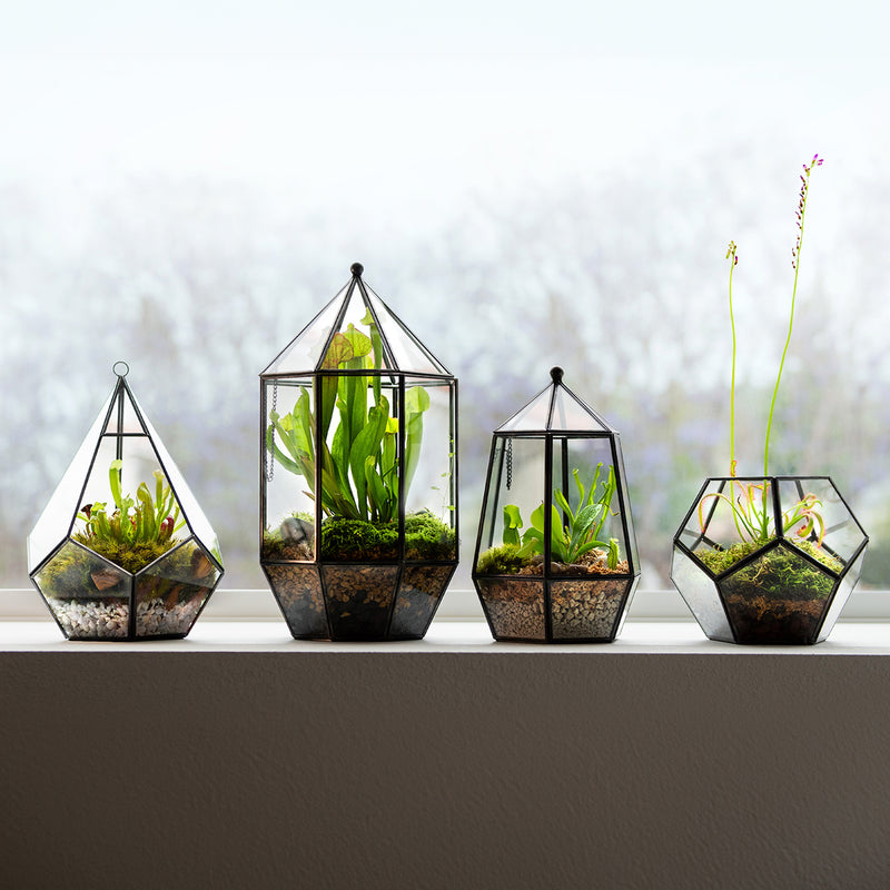SuperMoss Hanging Teardrop Terrarium