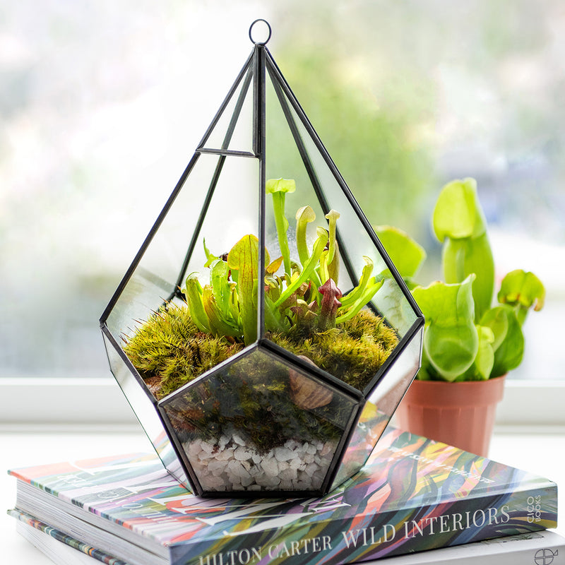 SuperMoss Hanging Teardrop Terrarium