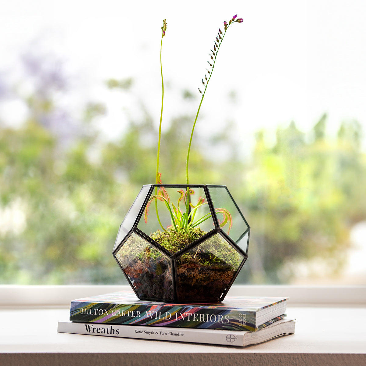 GLASS TERRARIUM 6030 セット SuperMoss Dome Terrarium — Garden Answer