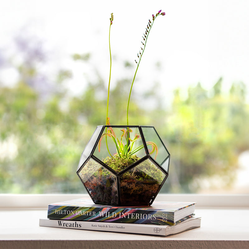 geometric terrarium plants SuperMoss Dome Terrarium