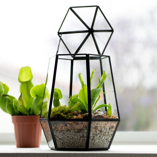 planted terrarium for sale SuperMoss Glass Terrarium Atrium