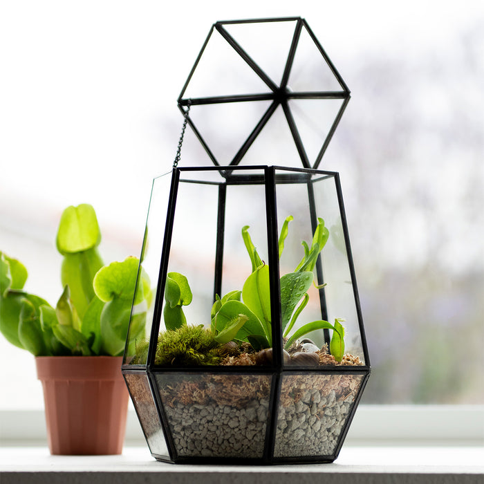 The SuperMoss Faceted Glass Atrium, featuring black metal accents and filled with green plants and pebbles, sits open on a windowsill. Next to this atrium is a potted plant with broad leaves, while daylight streams in through the window.