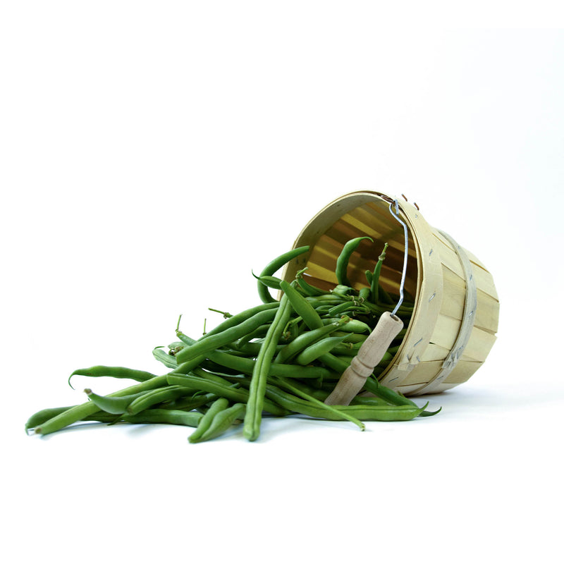 Small Harvest Baskets with Carry Handle (Set of 2)