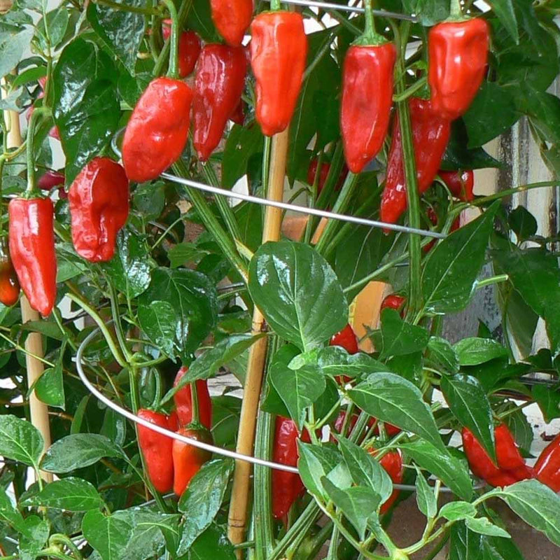 Twisters Extendable Plant Supports (Set of 3)