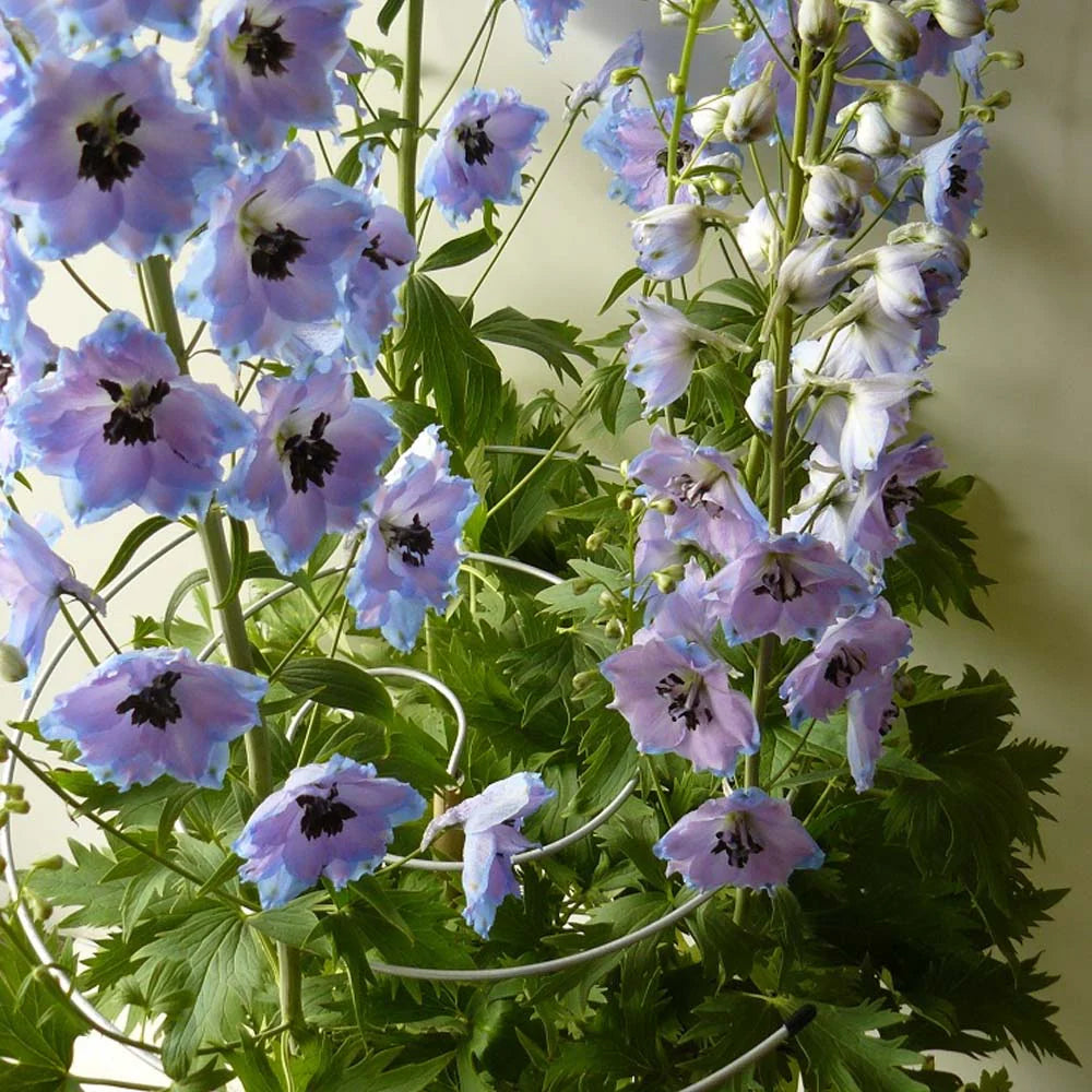 Garden Answer Spirals Plant Supports - Thumbnail 2