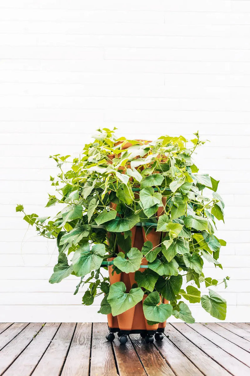 GreenStalk Plant Supports (Set of 3)