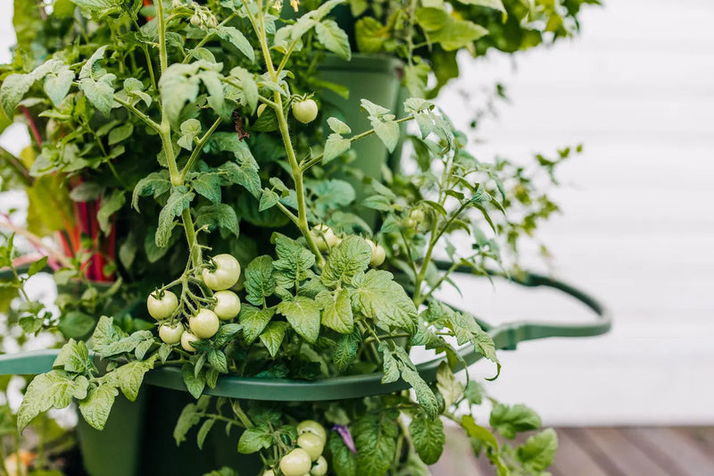 GreenStalk Plant Supports (Set of 3)