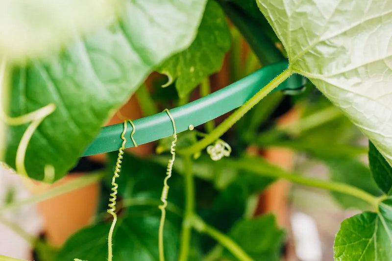 GreenStalk Plant Supports (Set of 3)