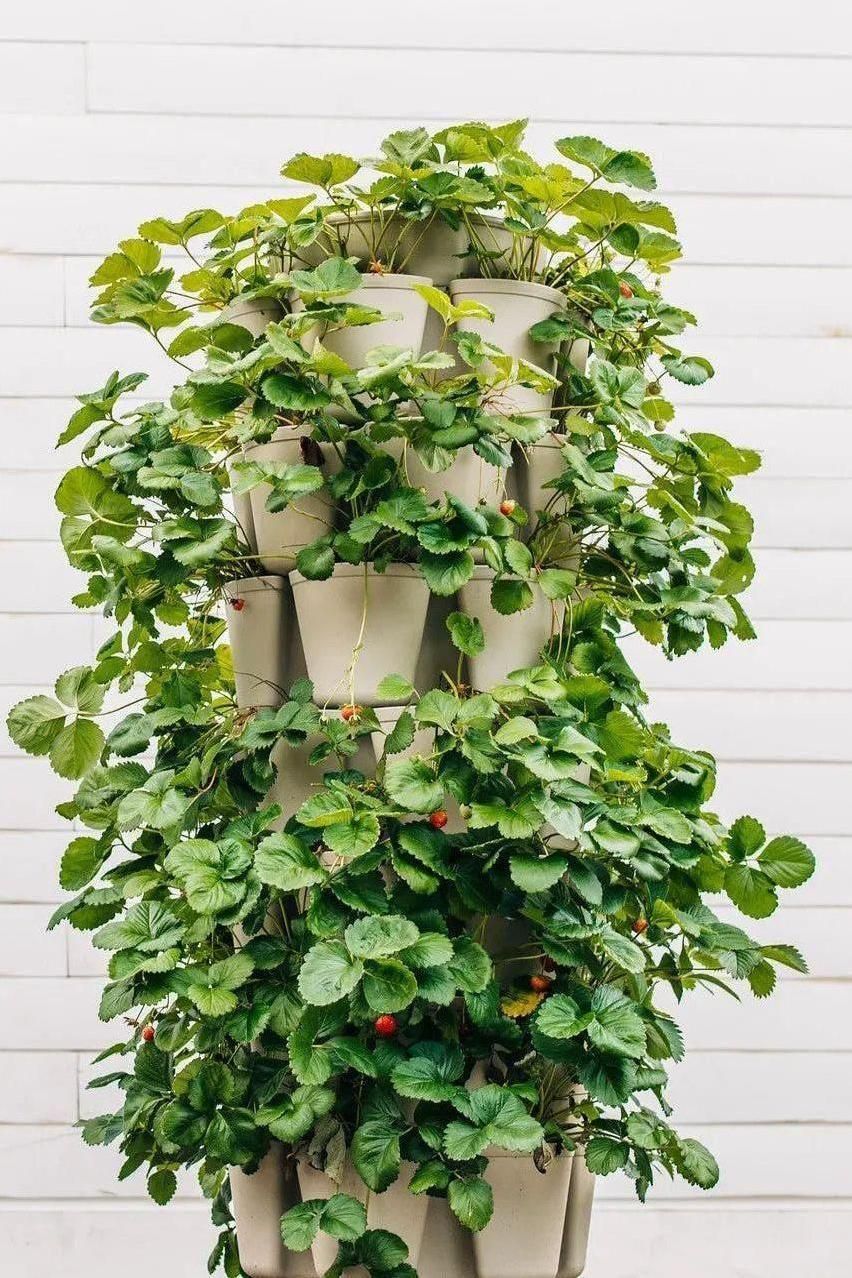 GreenStalk Vertical Planter